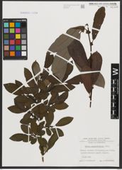 Foto von Salix appendiculata Vill.